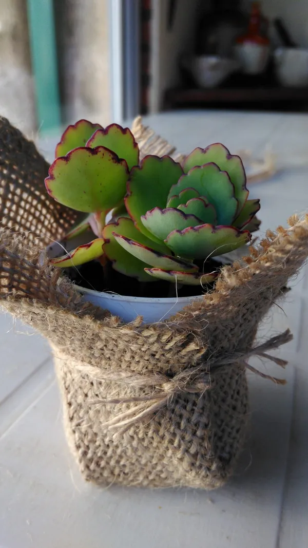 Opera: WhatsApp Image 2025 07 03 at 09